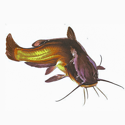 Poisson Croaker