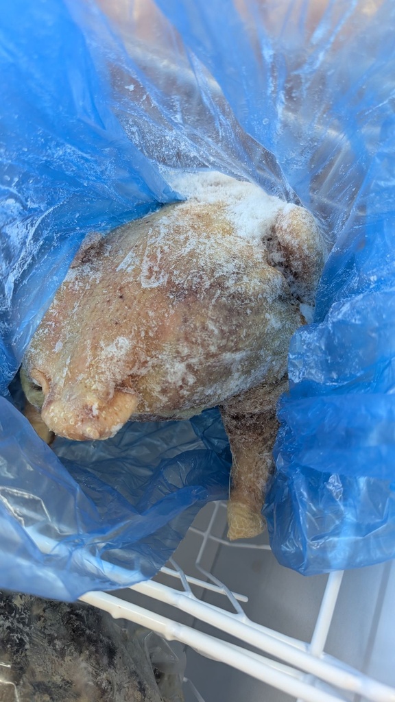 [ESF565] Gros Poulet Dur